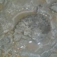 Un autre fossile d'ammonite