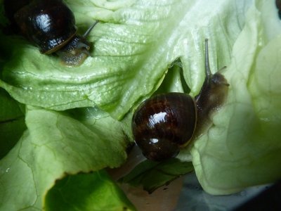 Deux escargots sur une feuille de salade