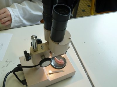 un outil d'observation : la loupe binoculaire