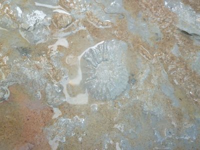 Un fossile d'ammonite dans la marne