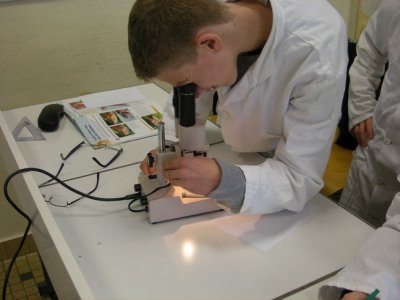 un élève observant une branchie à la loupe binoculaire