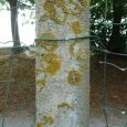 un lichen jaune : la xanthorie des murailles