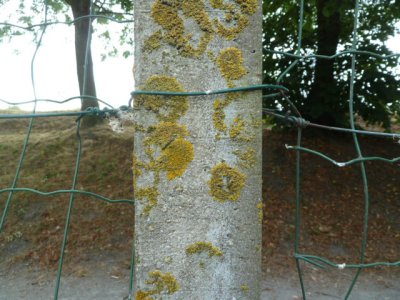 un lichen jaune : la xanthorie des murailles